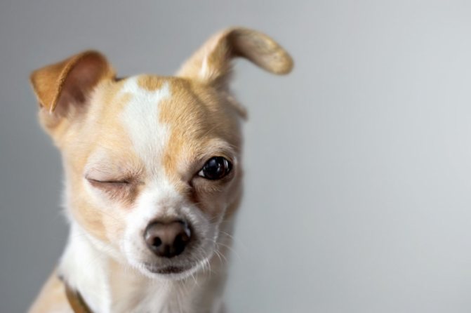 16 жестов собаки, которые помогут вам понять её правильно