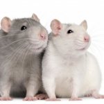 4 вида крыс дамбо, уход за ними и содержание