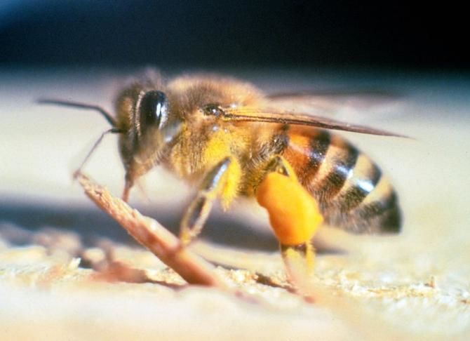 Африканизированная пчела