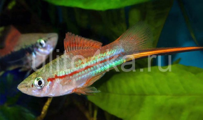 аквариумная рыбка меченосец