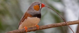 Амадины-птицы-Описание-особенности-виды-образ-жизни-и-среда-обитания-амадин-2