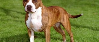 Американский-стаффордширский-терьер-собака-Описание-особенности-уход-и-цена-породы-1