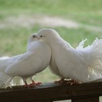 белый голубь залетел на балкон примета