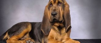 Бладхаунд-собака-Описание-особенности-уход-и-цена-бладхаунда-12