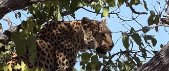 большая африканская пятерка леопард быстрый и первоклассный охотник