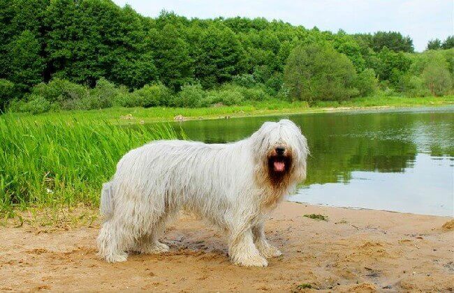 большая белая пушистая собака южнорусская овчарка