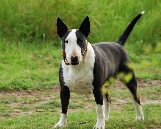 Бультерьер собака: описание породы, чем опасен, характер, фото