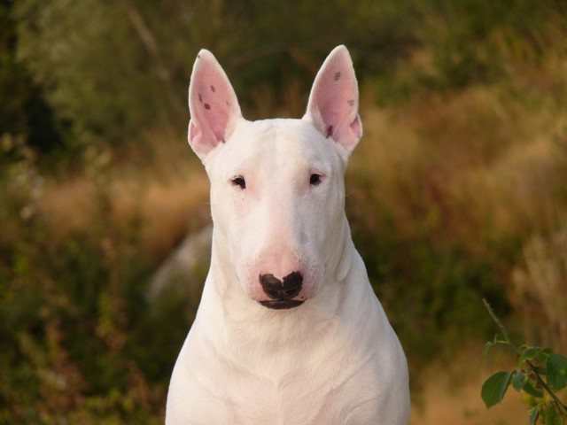 Бультерьер собака: описание породы, чем опасен, характер, фото