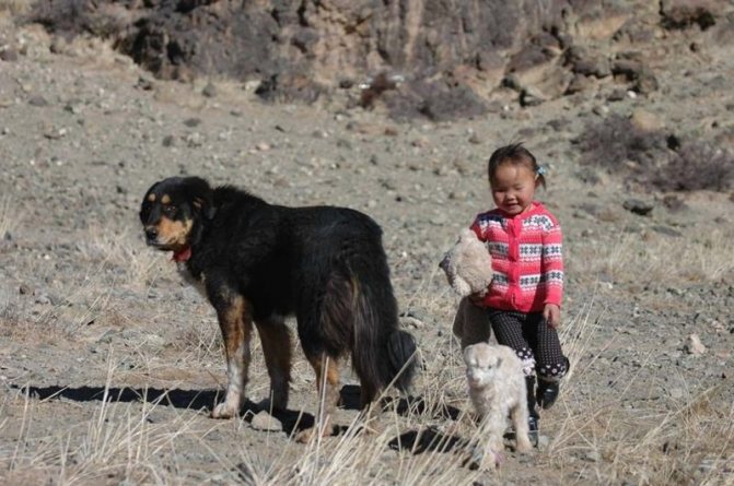 Бурят-монгольский волкодав с девочкой