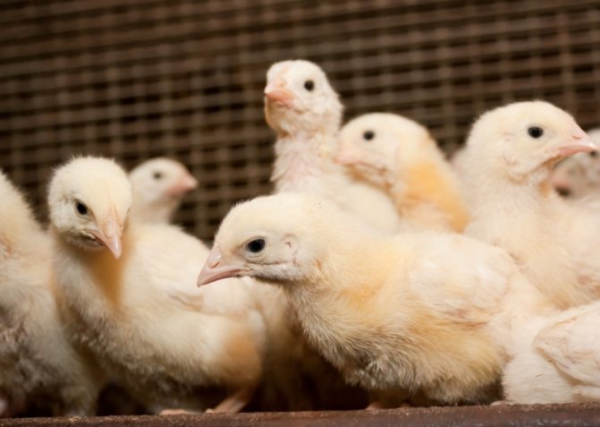 Чихание и хрипы у цыплят-бройлеров: причины, симптомы и лечение