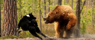Что делать, если на вас напал медведь (7 фото)