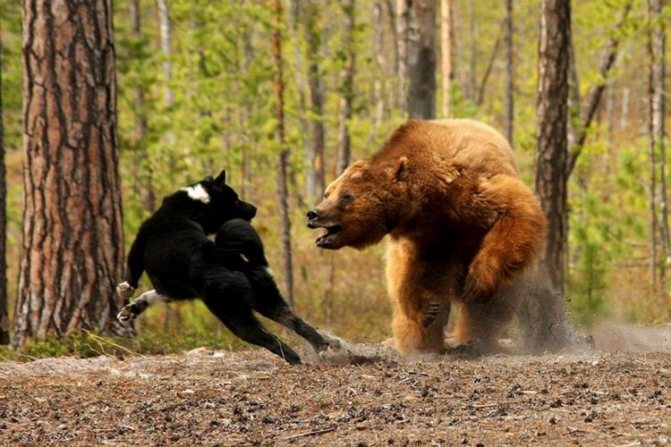 Что делать, если на вас напал медведь (7 фото)