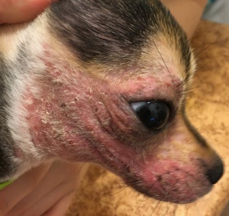 Демодекоз у собаки - потеря шерсти в области морды с покраснением кожи и корочками - фото