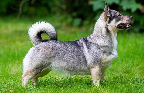 Длинные-породы-собак-Описание-особенности-виды-названия-и-фото-длинных-пород-собак-18