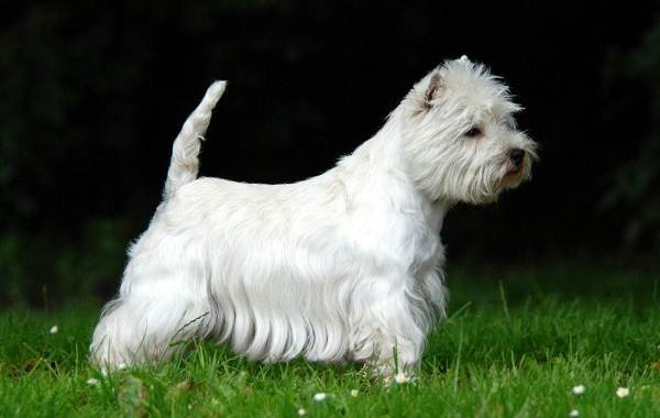 Длинные-породы-собак-Описание-особенности-виды-названия-и-фото-длинных-пород-собак-34