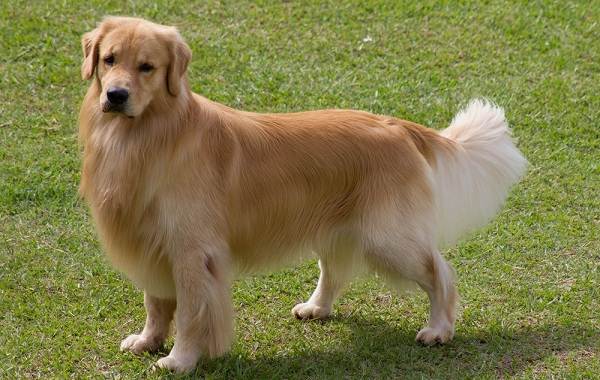 Длинные-породы-собак-Описание-особенности-виды-названия-и-фото-длинных-пород-собак-36