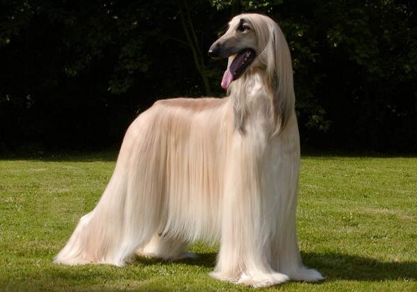 Длинные-породы-собак-Описание-особенности-виды-названия-и-фото-длинных-пород-собак-43