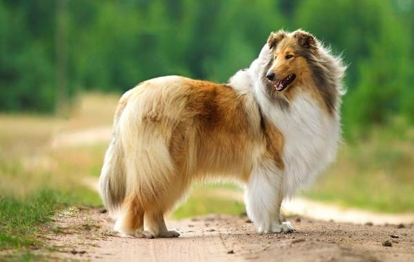 Длинные-породы-собак-Описание-особенности-виды-названия-и-фото-длинных-пород-собак-45