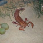 Доисторический скорпион