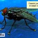 Домашняя муха