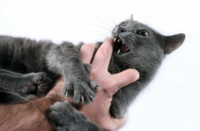 Если кот ведет себя агрессивно что делать и как его успокоить