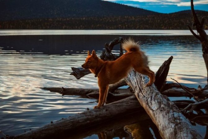 Финского шпица