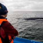 фото китов