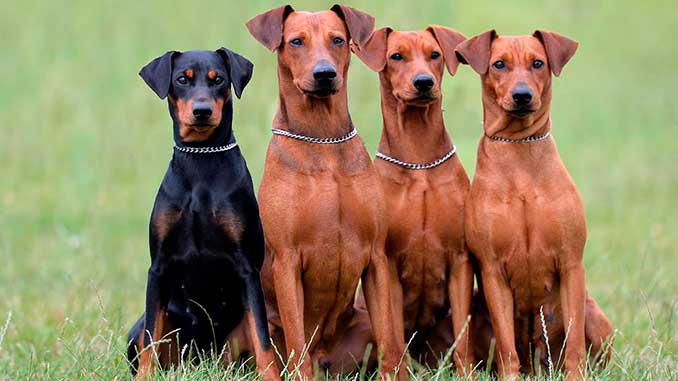 фото собак породы Немецкий пинчер