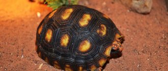 Фото: Угольная черепаха