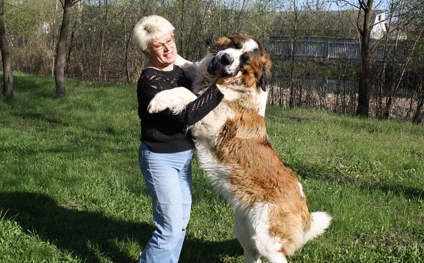 Гордость России: московская сторожевая собака с фото, подробной характеристикой и описанием породы