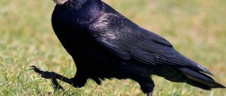 Грач / Corvus frugilegus / Rook / Птицы Европы