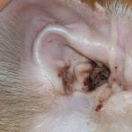 Грязные уши - один из симптомов ушных болезней у собаки