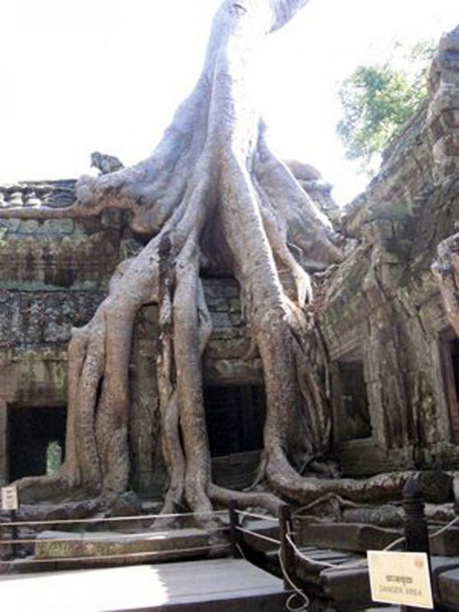 Храм Та Пром в Камбодже, в котором найдено изображение стегозавра