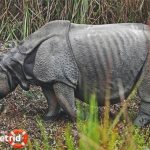 Индийский носорог — описание, среда обитания, образ жизни - ZdavNews