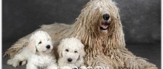 Интересная собака - Комондор, необычная внешность, описание, история, уход и здоровье пса.