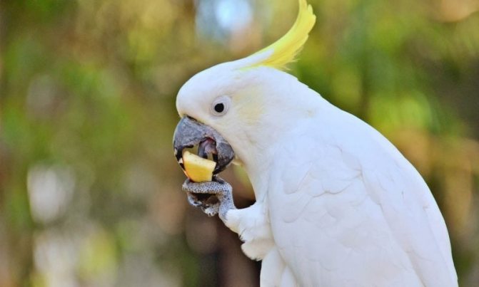 Интересные факты о попугаях какаду (15 фото)