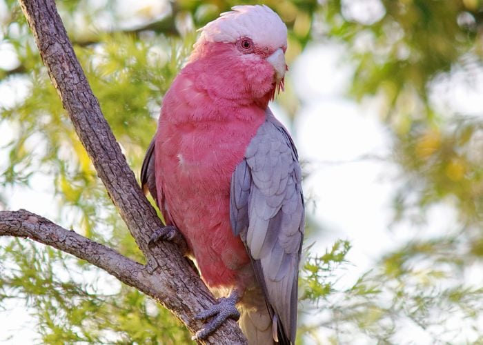Интересные факты о попугаях какаду (15 фото)