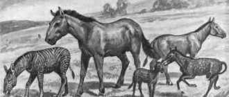 история лошадей