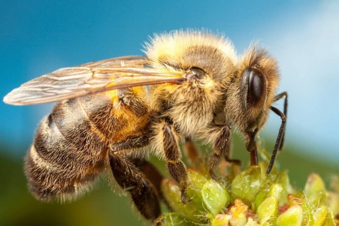 Как бороться с пчелами на даче