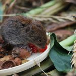 Как избавится от водяной крысы на садовом участке