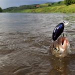 Как ловить рыбу язь