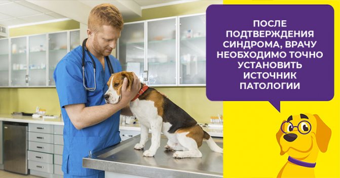 Как определить и лечить синдром Кушинга у собак: виды болезни, первые симптомы, терапия и прогноз для питомца
