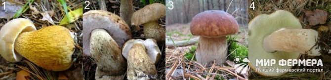 Как отличит белый гриб от ядовитого