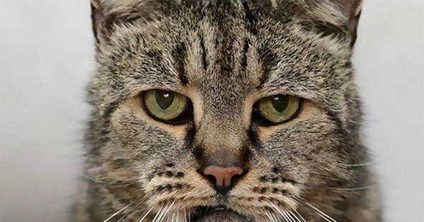 Как понять, что кот умирает — признаки и причины