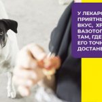 Как применять вазотоп для собак: особенности, дозировка, противопоказания