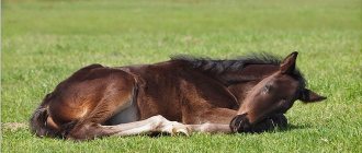 Как спят лошади? 27 фото Это происходит стоя или лежа? Сколько часов спят кони? Спят ли лошади с открытыми глазами?
