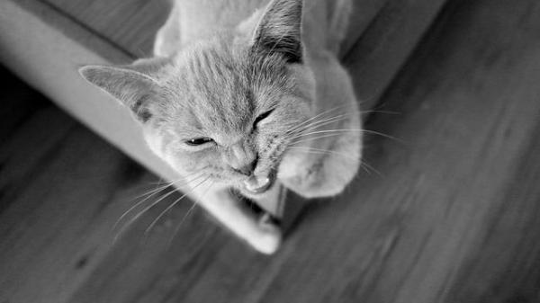 Как успокоить агрессивную кошку - Как остановить агрессивное поведение кошки: окружающая среда
