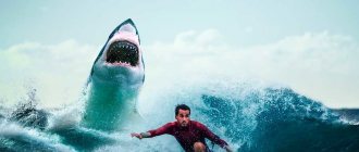 Какие виды акул самые опасные для человека — список, фото и описание