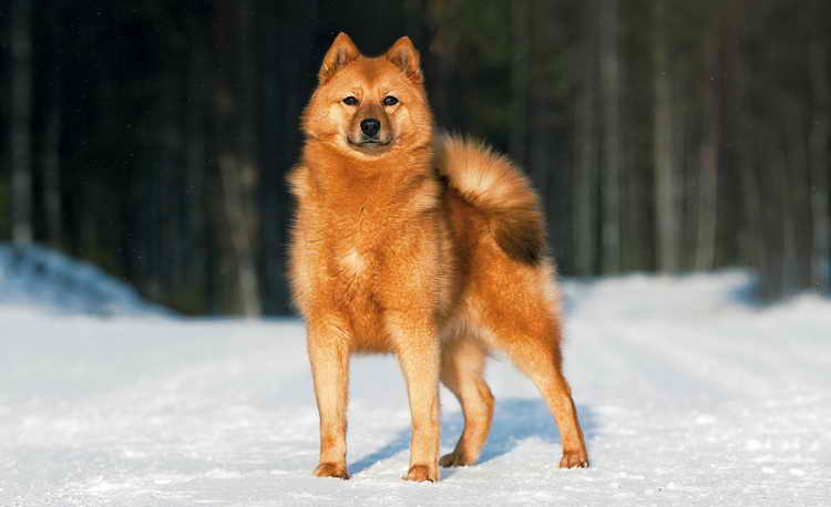 карело финская лайка описание породы