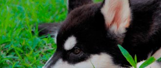 Карельская медвежья собака (карельская медвежья лайка): описание породы, характер собаки, уход, содержание, воспитание